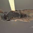 Image of Solierella plenoculoides similis (Bridwell 1920)