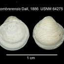 Image of Pleurolucina sombrerensis (Dall 1886)