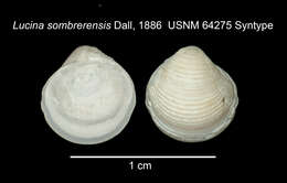 Image de Pleurolucina sombrerensis (Dall 1886)