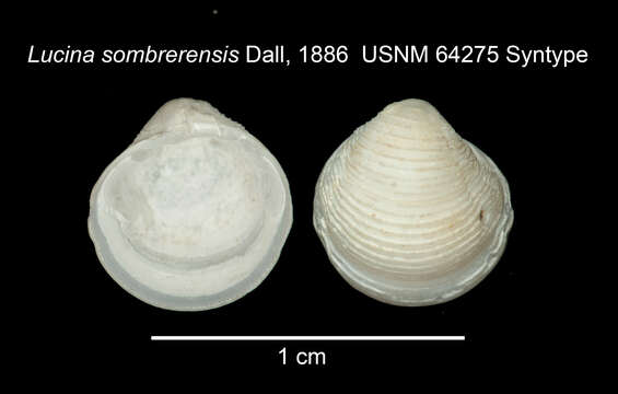 Image of Pleurolucina sombrerensis (Dall 1886)
