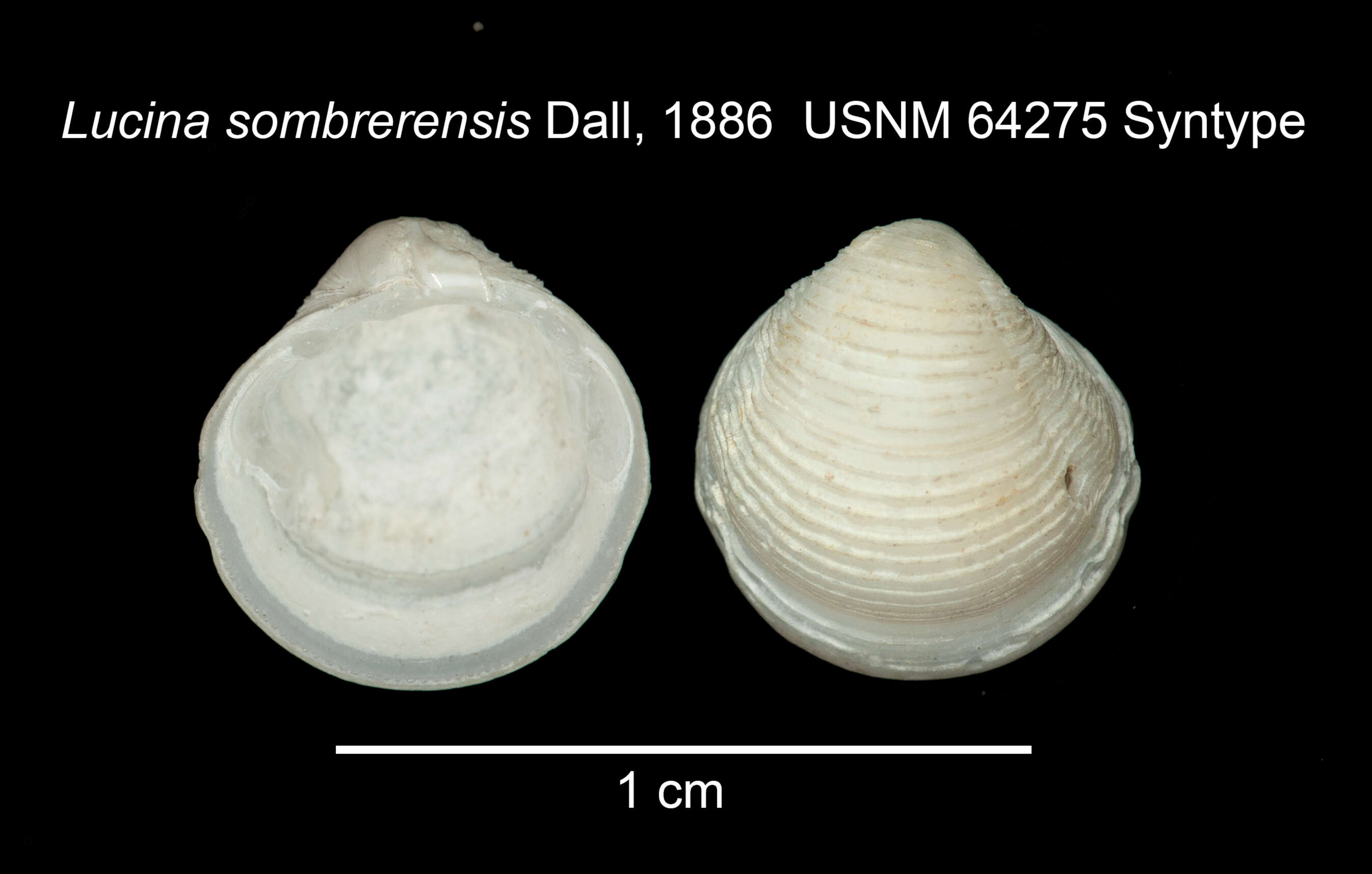 Image de Pleurolucina sombrerensis (Dall 1886)