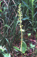 Image of Common twayblade