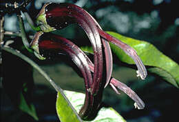 Слика од Clermontia peleana subsp. peleana