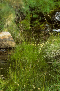 Image of Deschampsia kingii (Hook. fil.) É. Desv.