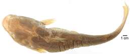 Image of North American freshwater catfishes