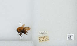 Image of Bombus opulentus Smith 1861