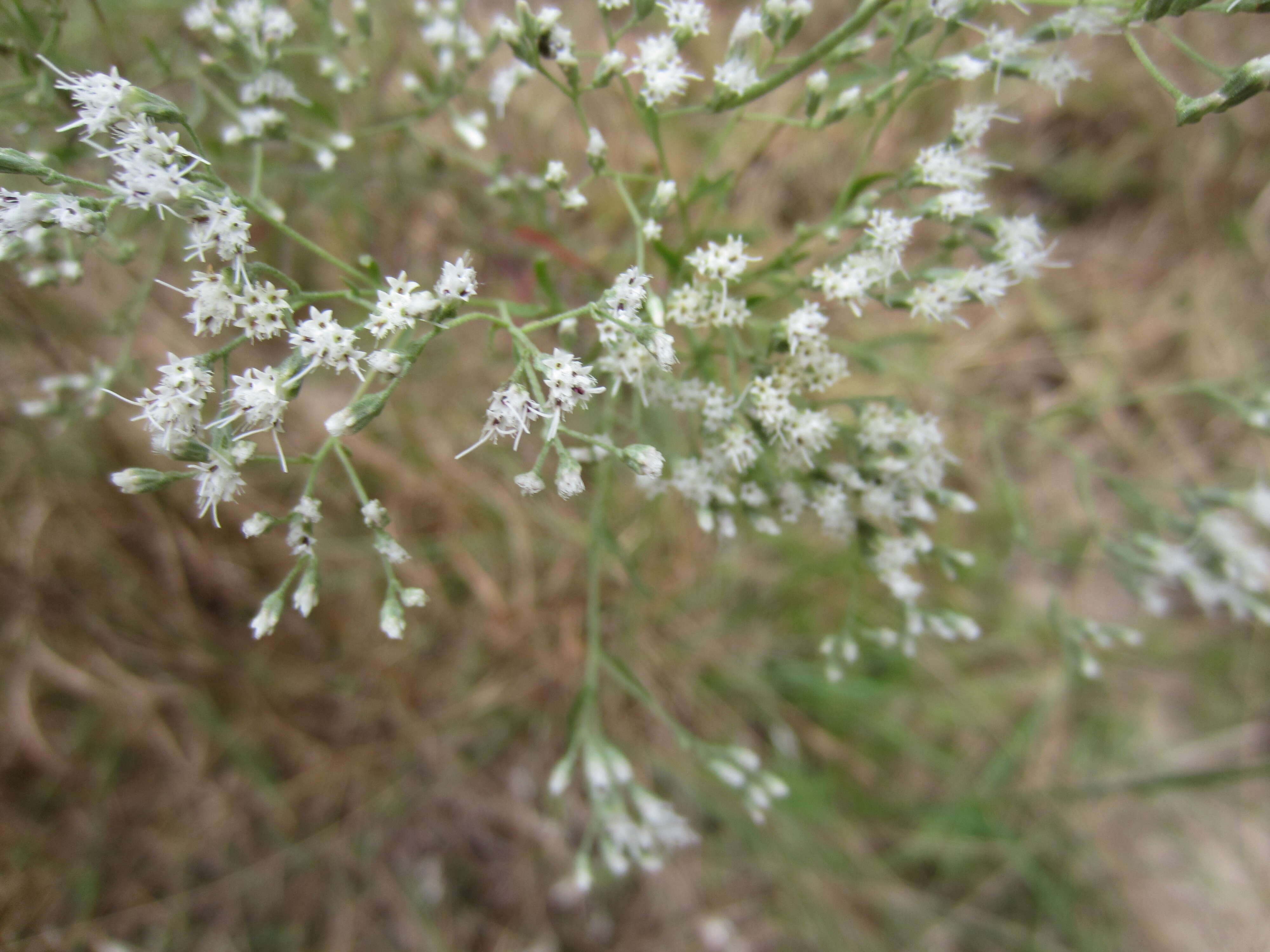 Image of hyssopleaf thoroughwort