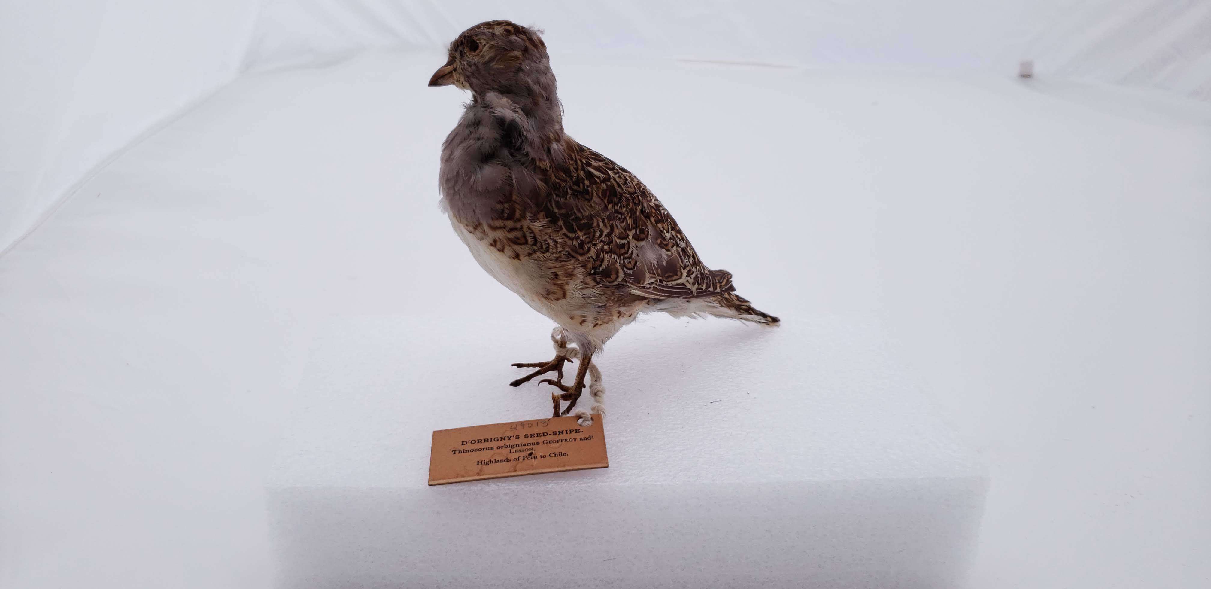 Image of Gray-breasted Seedsnipe