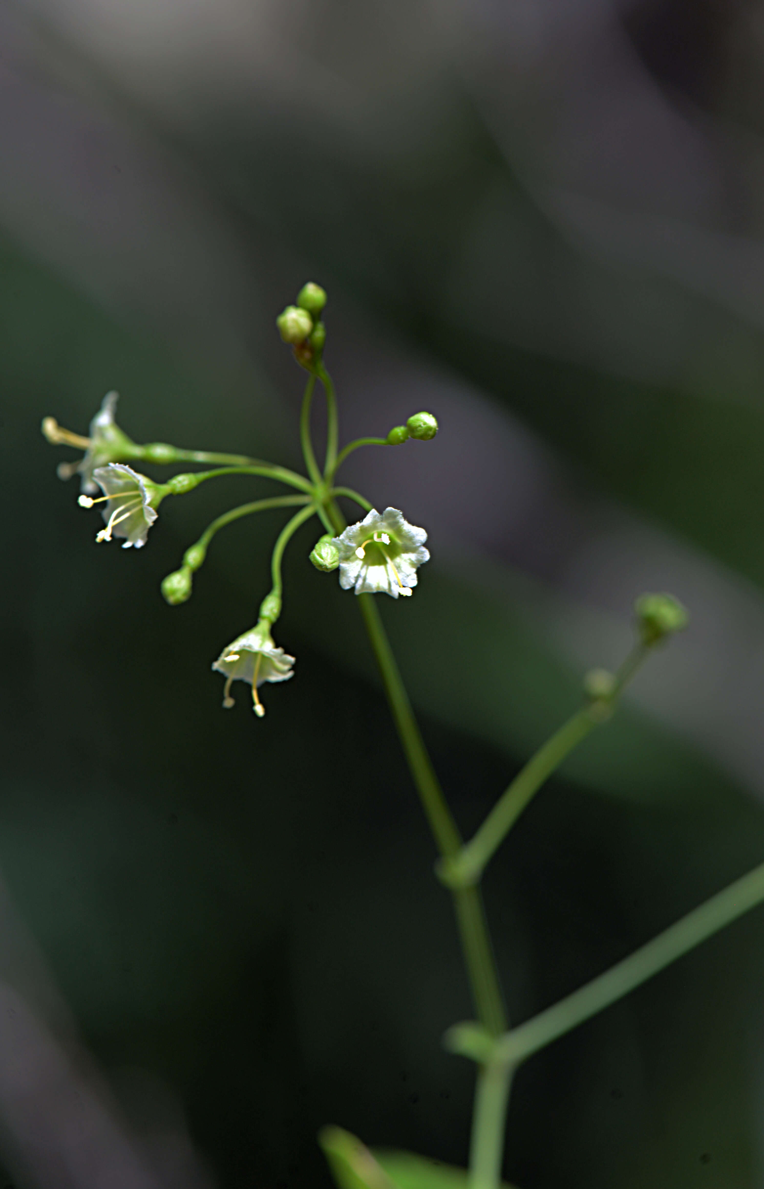 Image of Commicarpus scandens (L.) Standl.