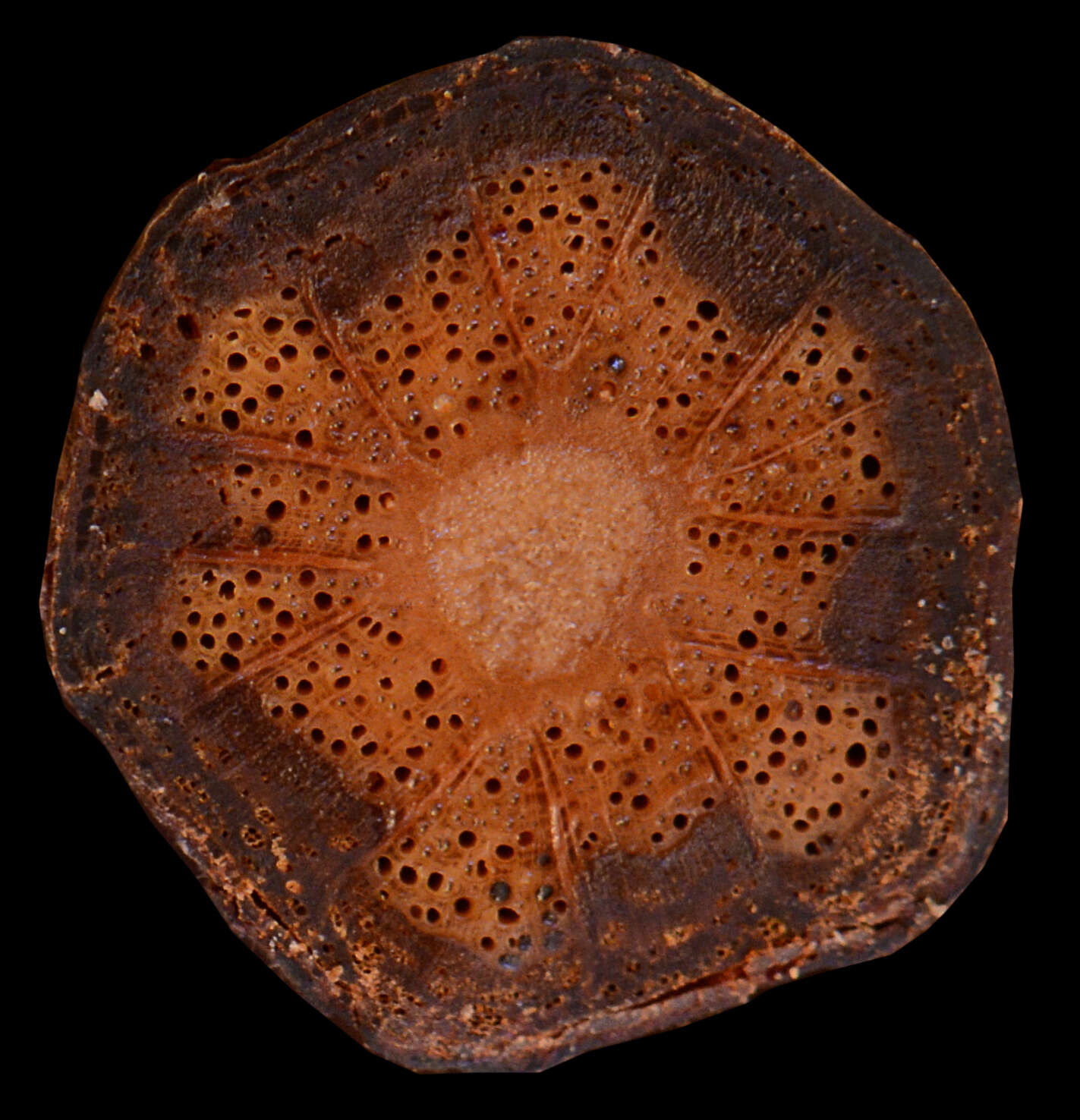 Image of Paullinia