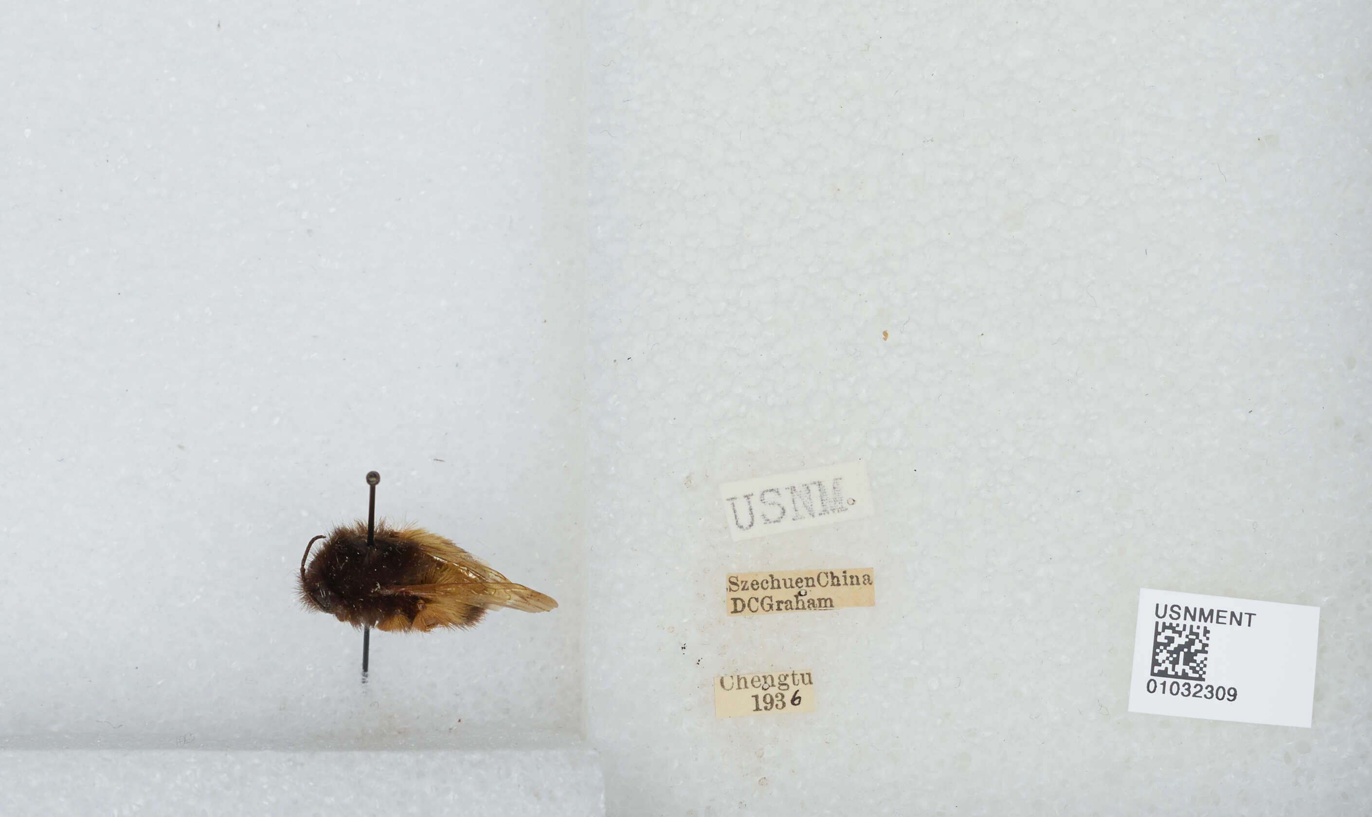 Image of Bombus flavescens Smith 1852