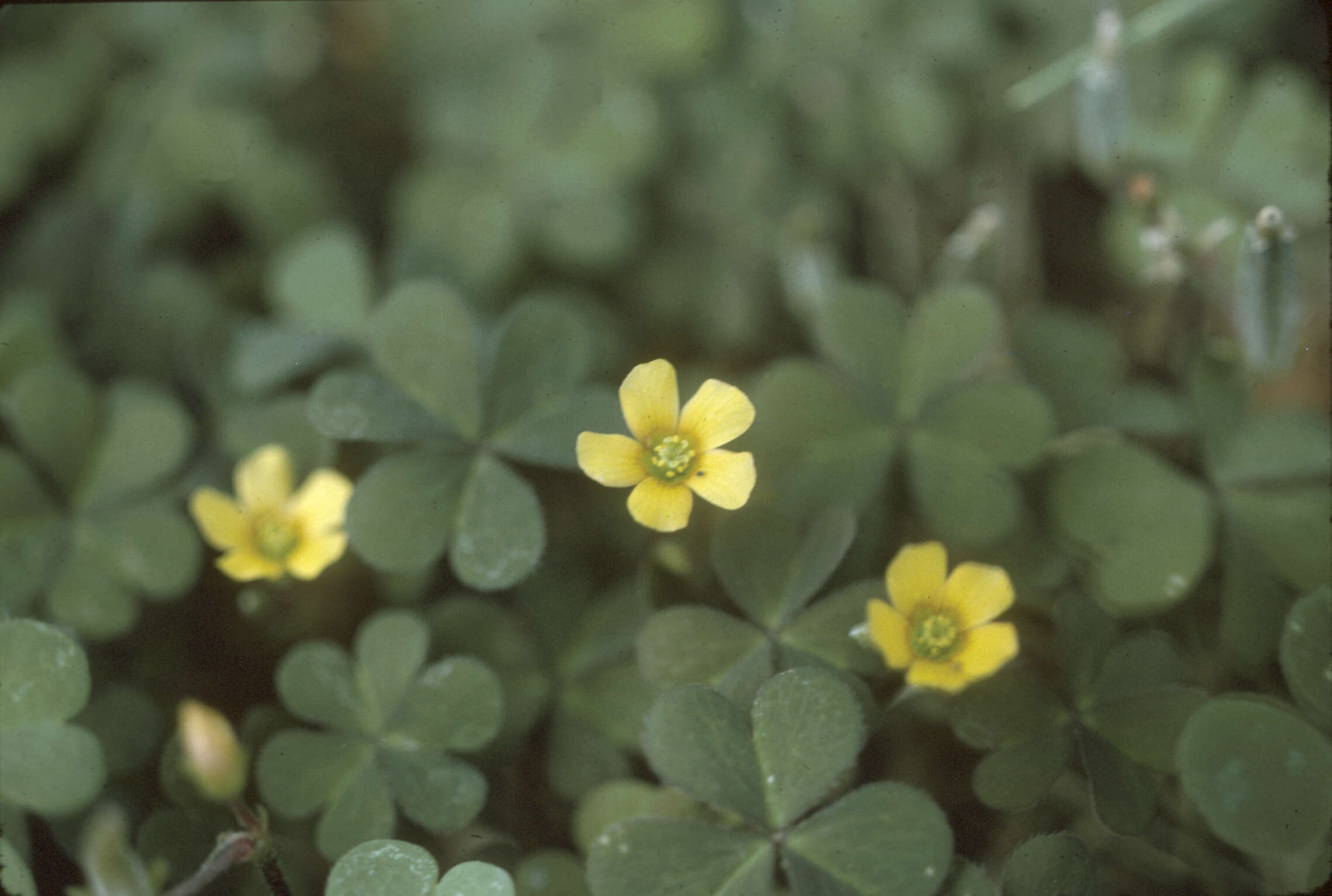 Imagem de Oxalis stricta L.