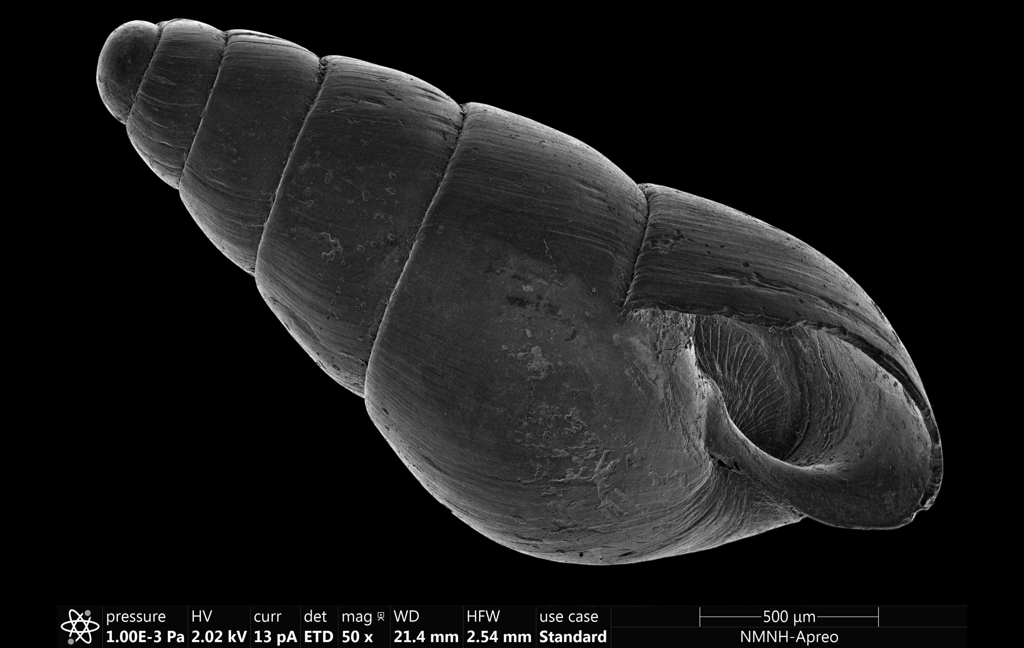 Plancia ëd Brachystomia carrozzai (van Aartsen 1987)