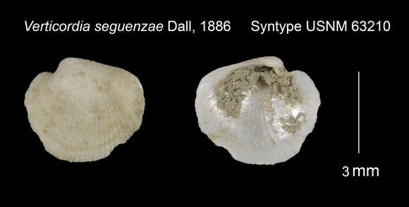 Image of Verticordia J. de C. Sowerby 1844