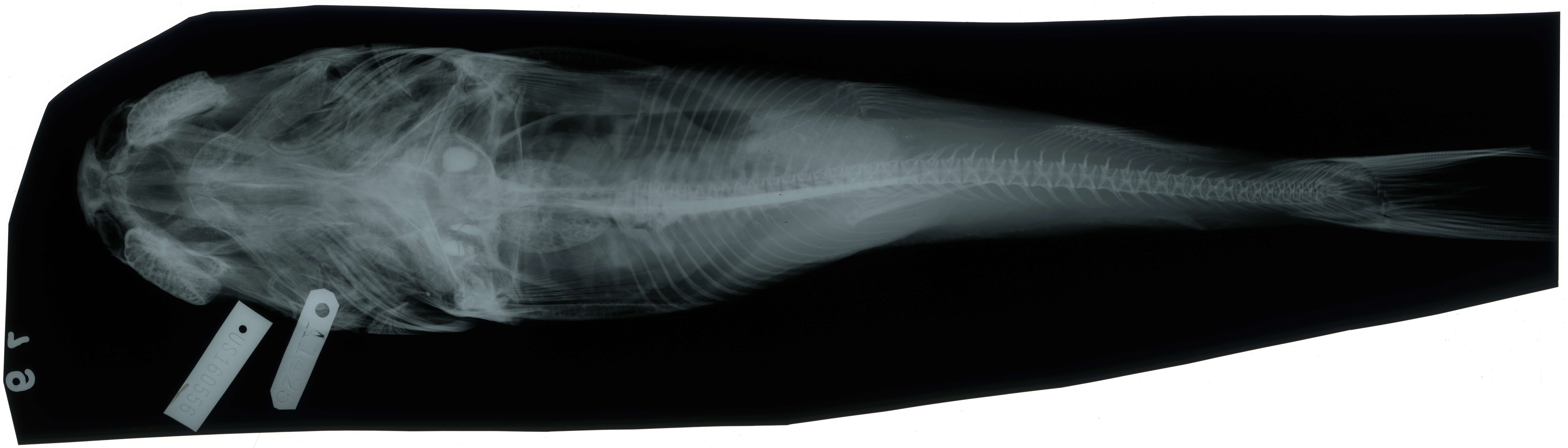 Image of Blacktip Sea Catfish