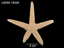 Image of Astropecten comptus Verrill 1915