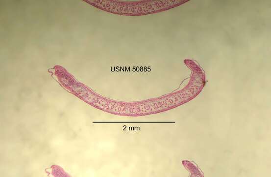 Image of Sphalloplana (Speophila) hoffmasteri Hyman 1954