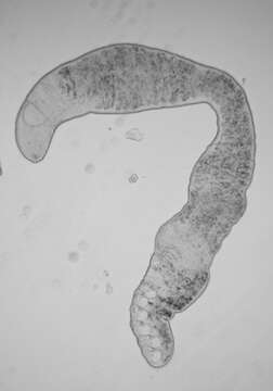 Polystyliphora Ax 1958的圖片