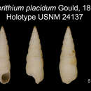 Image of Cerithium placidum Gould 1861