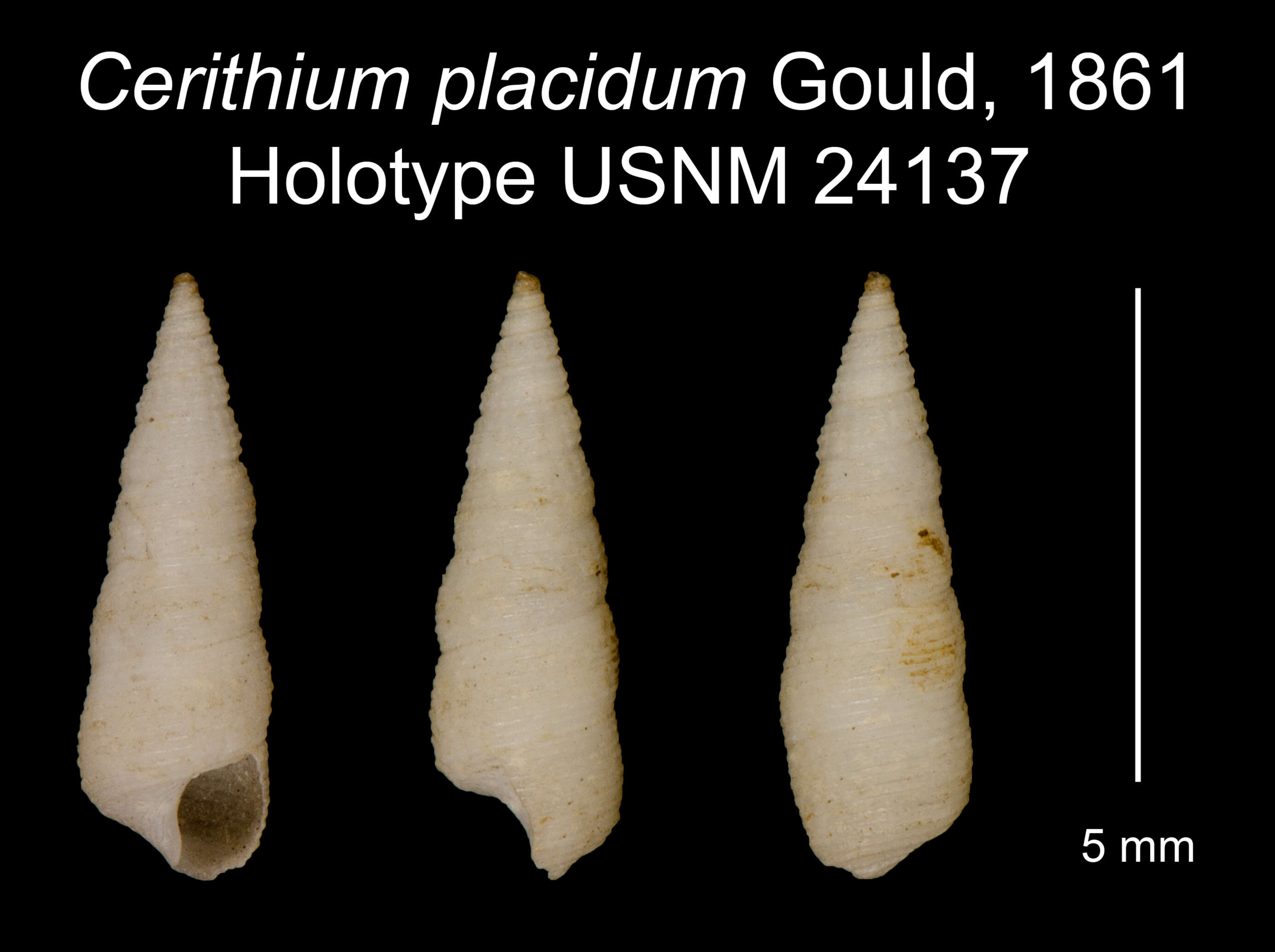 Image of Cerithium placidum Gould 1861