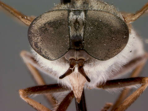 Image of Tabanus monoensis Hine 1924