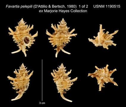 Imagem de Favartia pelepili D' Attilio & Bertsch 1980