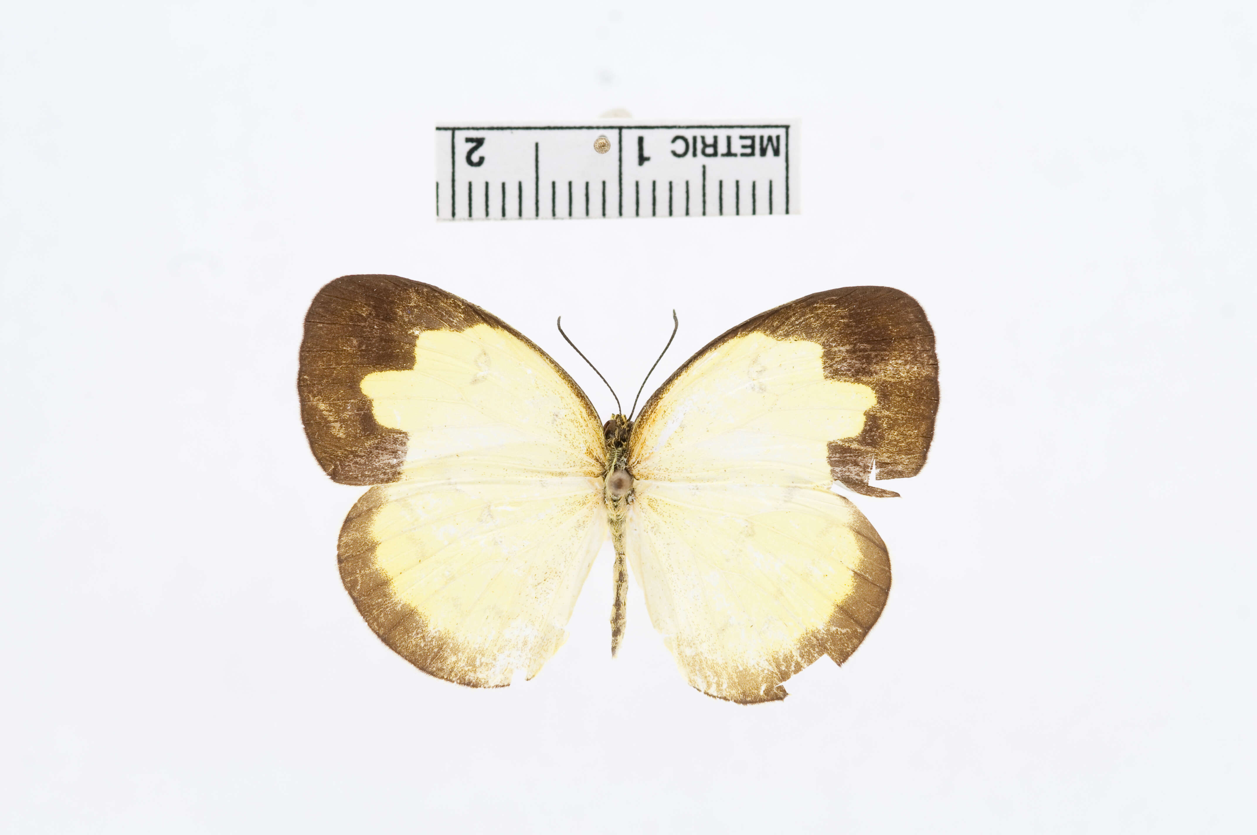 Image of Eurema andersoni (Moore 1886)