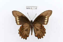 Image of Gold Rim Swallowtail