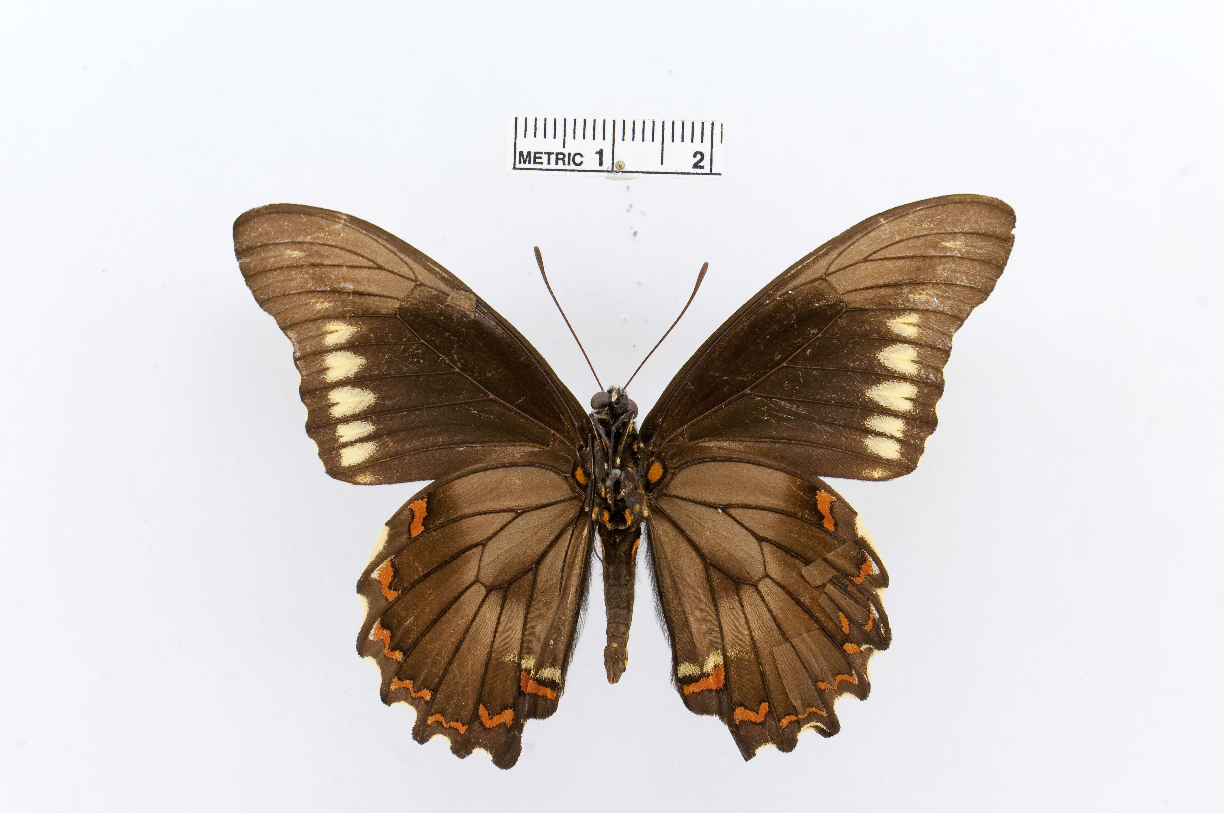 Image of Gold Rim Swallowtail