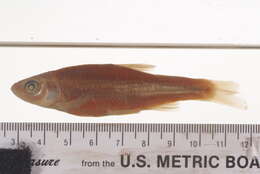 Image of White shiner