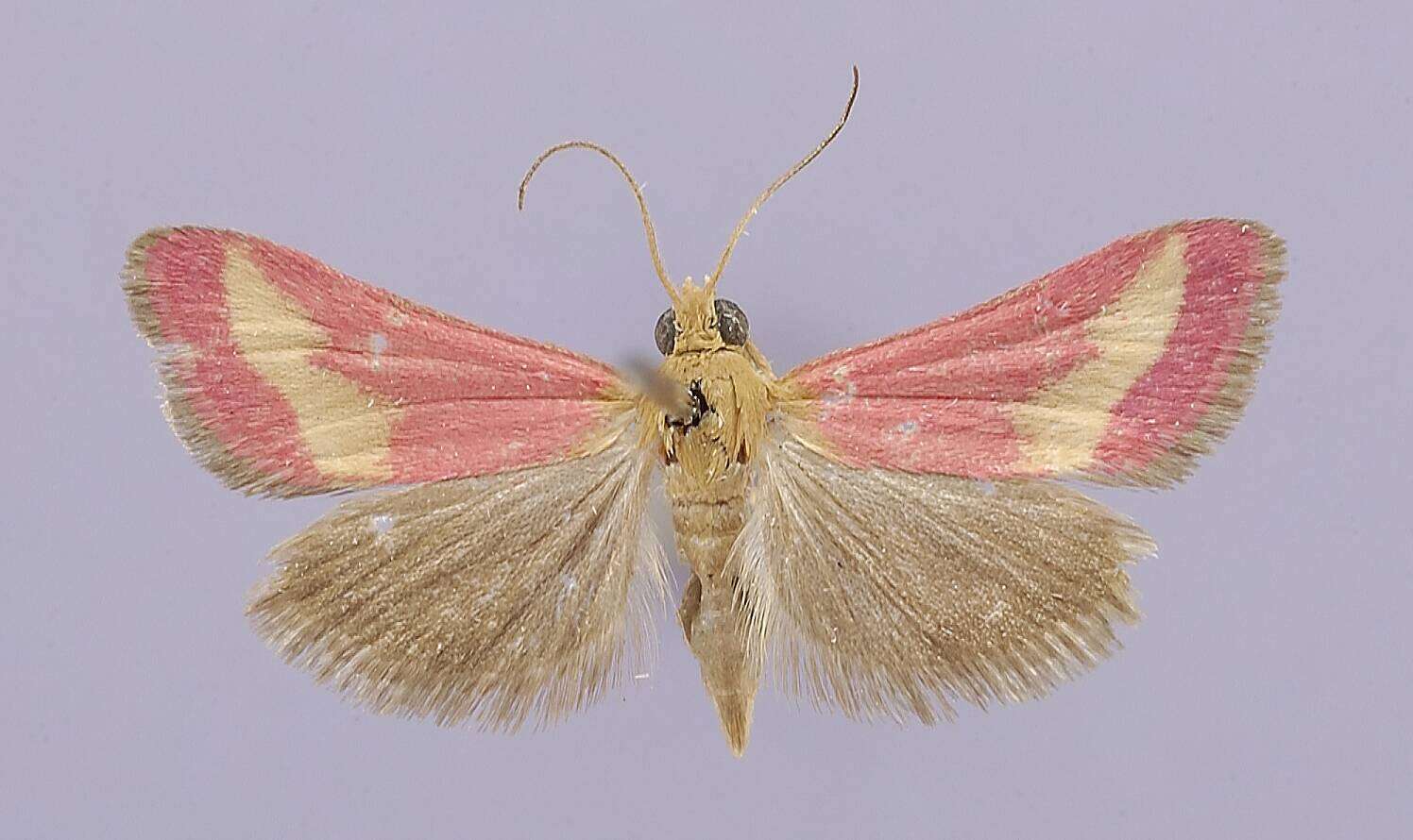 Image of Noctuelia Guenée 1854