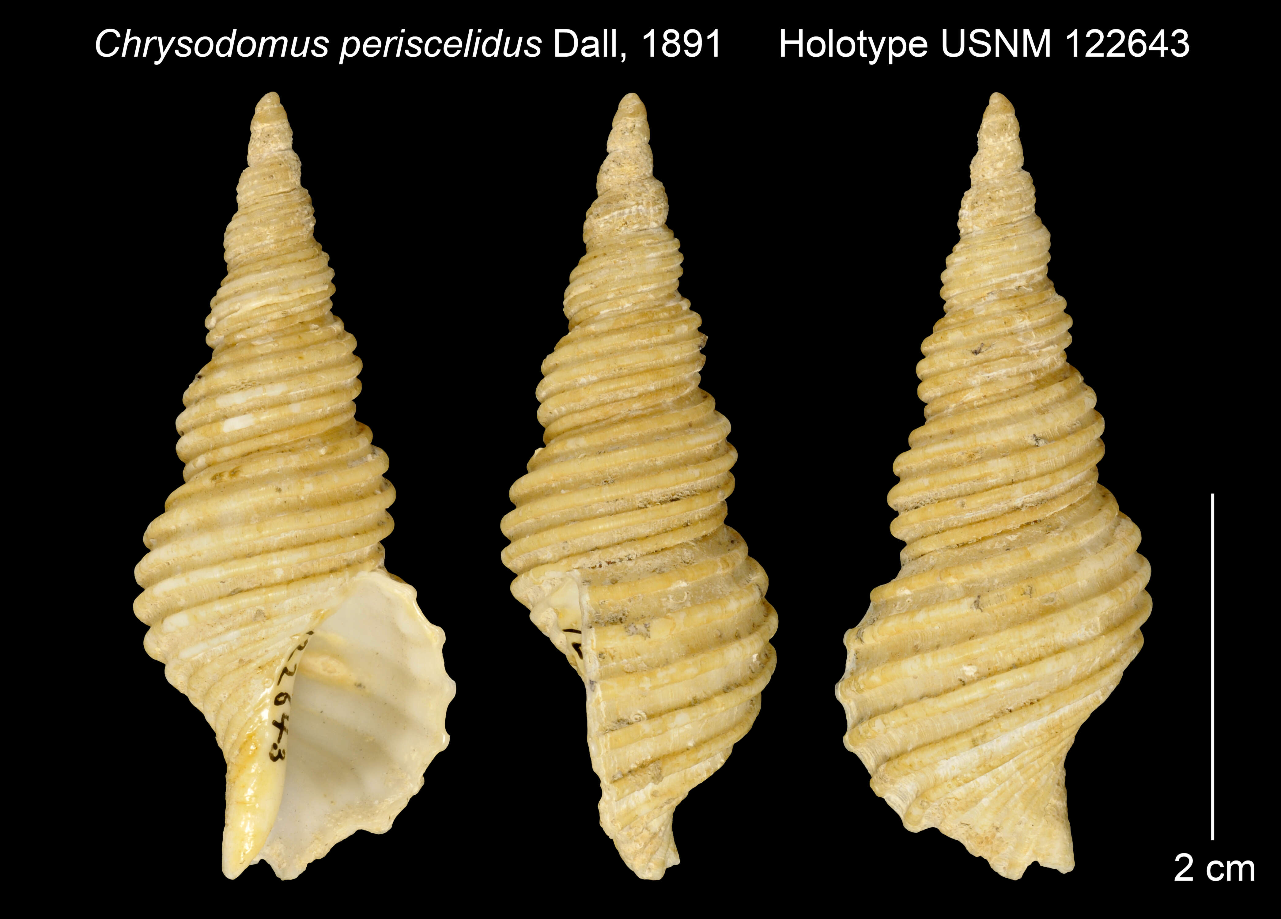 Image of Aulacofusus periscelidus (Dall 1891)