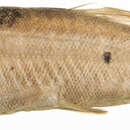 Image of Mexican Dace