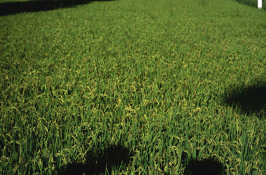 Image of rice