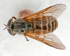 Image of Tabanus sexfasciatus Hine