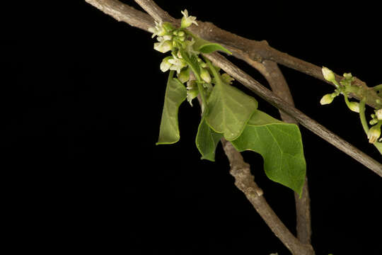 Image of Marsdenia coulteri Hemsl.