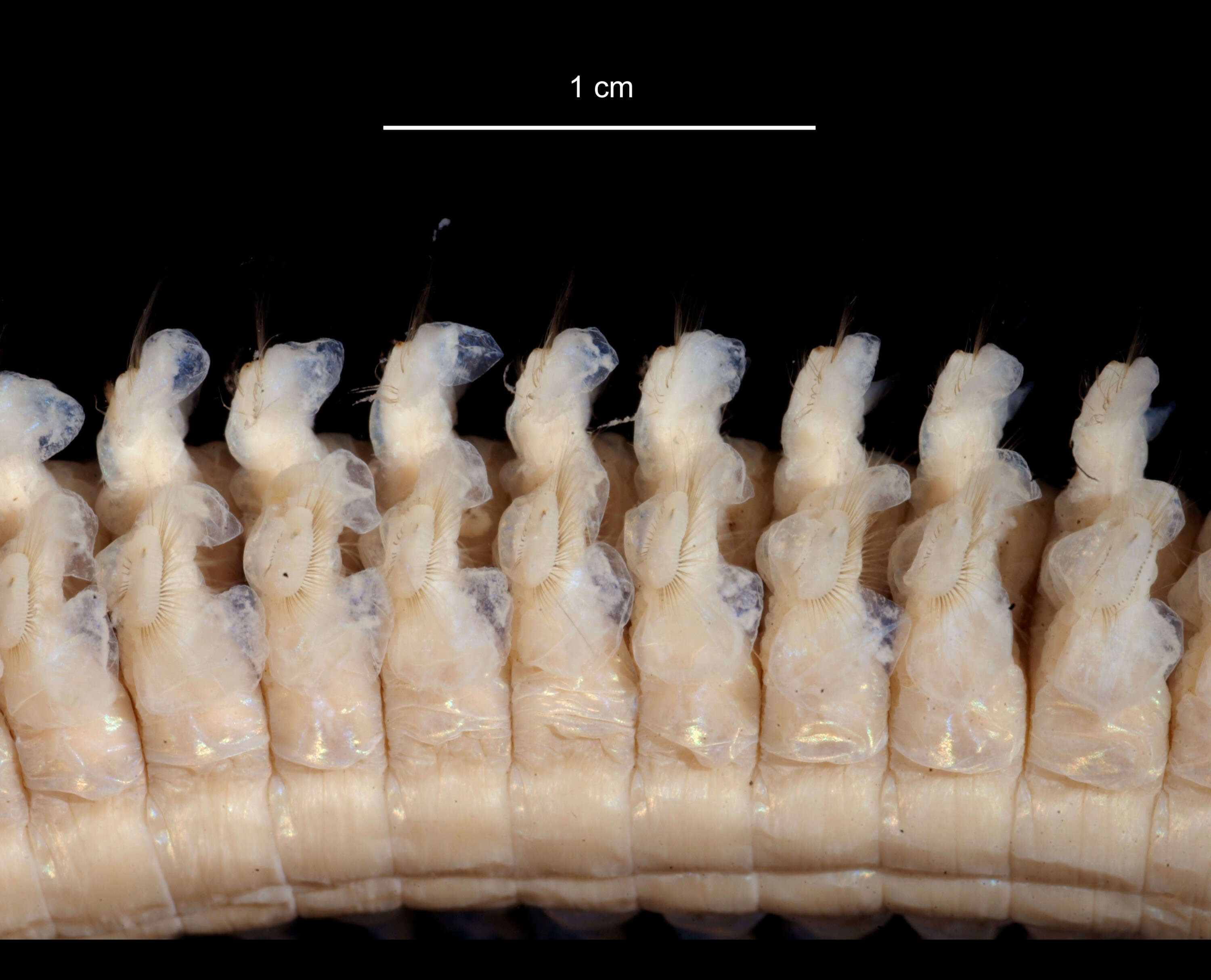 Image of Aglaophamus ornatus Hartman 1967