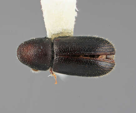 Image of Araptus clematicolens Wood 2007