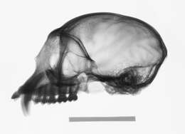 Image of Trachypithecus cristatus cristatus (Raffles 1821)