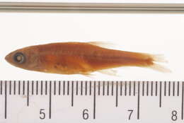 Image of Metallic Shiner