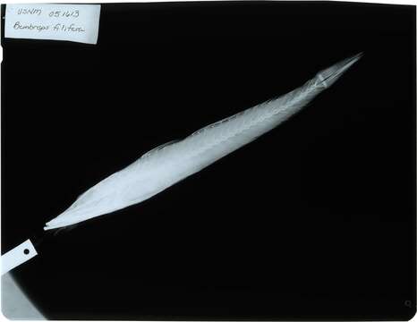 Image of Sharpnose duckbill