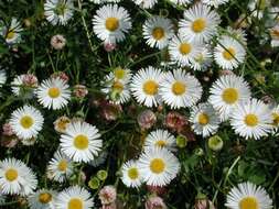 Слика од Erigeron karvinskianus DC.