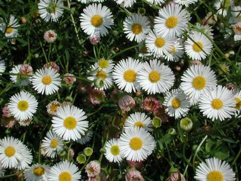 Image of Latin American Fleabane