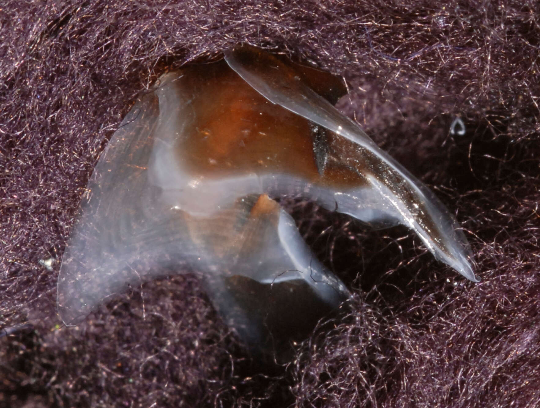 Image of Narrowteuthis nesisi Young & Vecchione 2005