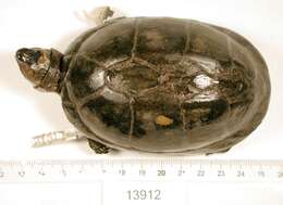 Image of Red-cheeked Mud Turtle