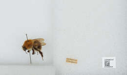 Image of Common carder bumblebee