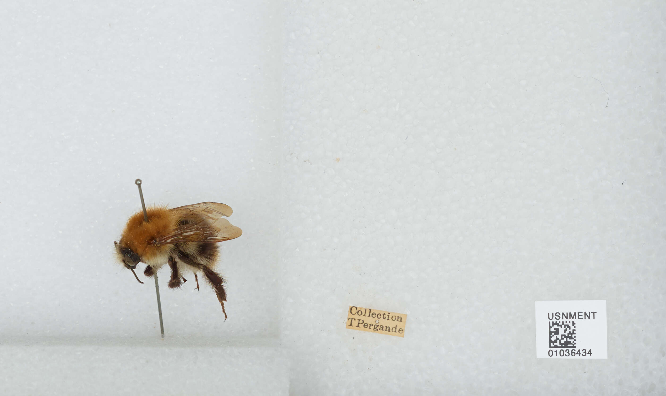 Image of Common carder bumblebee