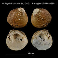 Image of Unio pernodosus I. Lea 1845