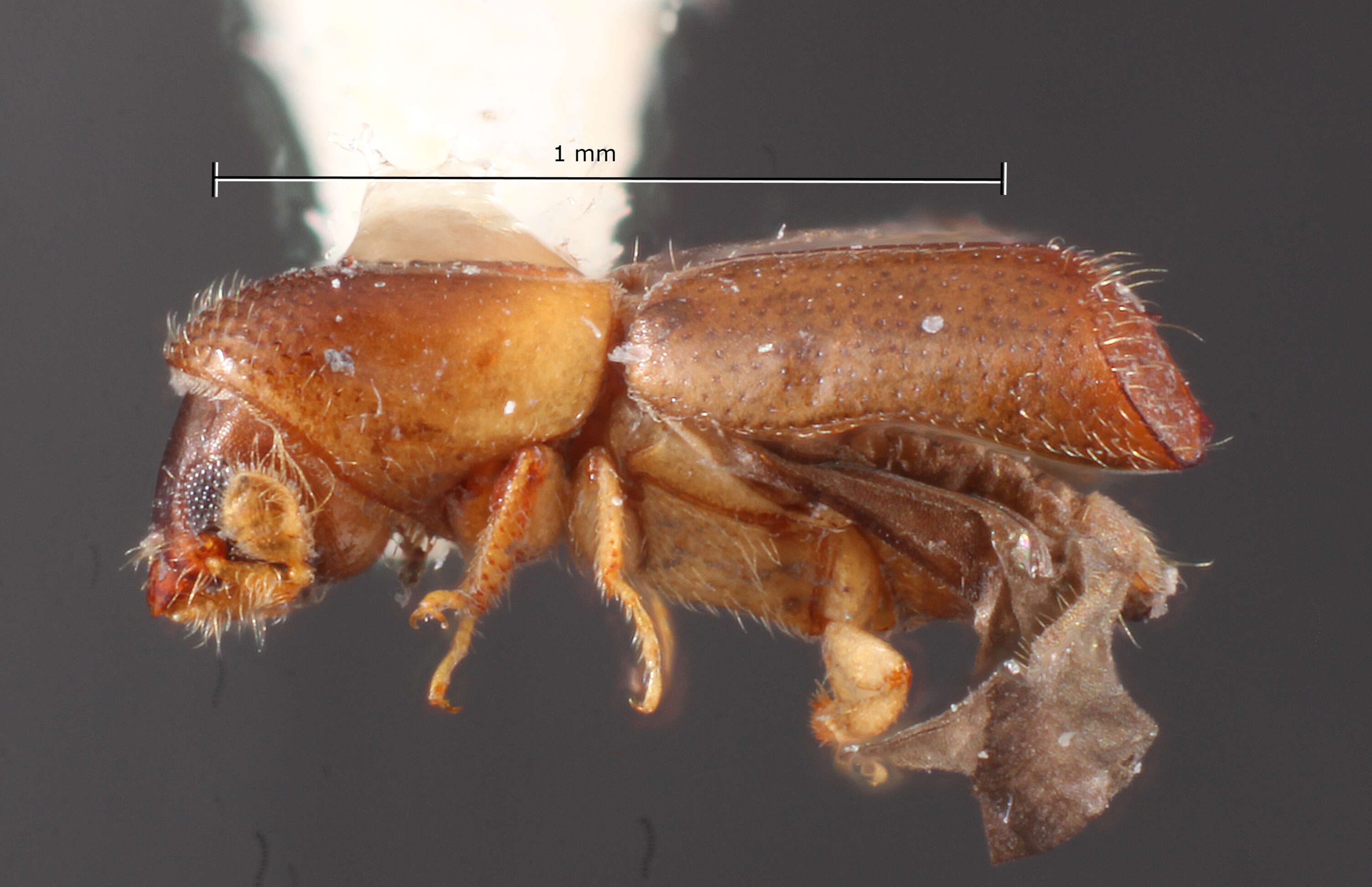 Image of Monarthrum infradentatum Wood 1974