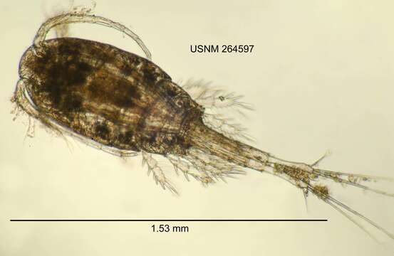 Image of Eucyclops elegans (Herrick 1884)